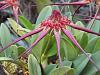 Bulbophyllum collettii-dscn1650-jpg