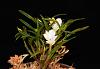 Dendrobium subuliferum-img_9026-jpg