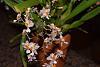 Oncidium Tsiku Marguerite-moar-stuff-033-jpg