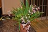 Oncidium Tsiku Marguerite-moar-stuff-036-jpg