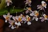 Oncidium Tsiku Marguerite-moar-stuff-037-jpg