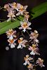 Oncidium Tsiku Marguerite-moar-stuff-040-jpg