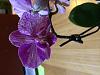 Is this orchid just infected with a virus?-photo-4-jpg