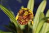 Masdevallia (Diodonopsis) erinacea-img_9349-jpg