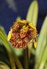 Masdevallia (Diodonopsis) erinacea-img_9350-jpg