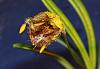 Masdevallia (Diodonopsis) erinacea-img_9351-jpg