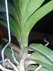 New vanda first timer-what now? Dead roots?-uploadfromtaptalk1418937098195-jpg