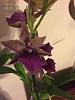 A zygopetalum of some sort?-imageuploadedbytapatalk1418946060-400933-jpg