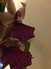 A zygopetalum of some sort?-imageuploadedbytapatalk1418946070-268102-jpg