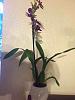 A zygopetalum of some sort?-imageuploadedbytapatalk1418946083-318832-jpg