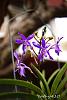 My blooming orchids~-neo09-jpg