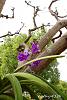 My blooming orchids~-neo11-jpg