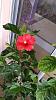 Hibiscus seedling - finally got one-lroh-2nd-flower-12-2014-jpg