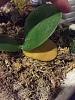 Dying Mini Phal Bellina :(-imageuploadedbytapatalk1419818653-169513-jpg