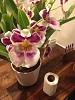 &quot;Pansy orchid&quot; dying?!?-imageuploadedbytapatalk1419818901-212369-jpg