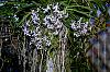 Growing Neofinetia falcata in winter months-neofinetia-hybrid-5-jpg