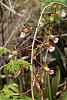 Eulophia petersii growing and flower in situ-petersii-5-jpg