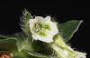 Lankesterella ceracifolia-img_9772-jpg