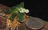 Lankesterella ceracifolia-img_9760-jpg