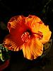 Hibiscus winter color change - just because-sunny-wind-winterized-jpg