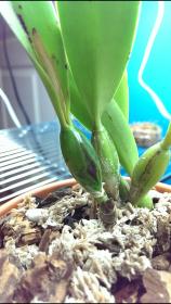 Cattleya pseudobulb black spots-screenshot_2015-01-03-21-52-35-1-jpg