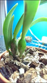 Cattleya pseudobulb black spots-screenshot_2015-01-03-21-52-46-1-jpg