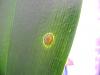 Brown and clear spots or blisters on Phal leaves?!-dscn2839-jpg