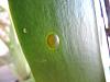 Brown and clear spots or blisters on Phal leaves?!-dscn2841-jpg