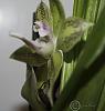 Ianclarkara Cheyenne Marie 'Midori'-ianclarkara-2nd-bloom-perspective-jpg