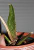 Strange leaf &amp; pbulb discoloration on Dgmra-dgmra-growth-jan-2015-jpg