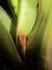 Cymbidium Spike growing inside, is that Normal?-img_0966-480x640-jpg