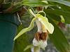 Coelogyne speciosa-dscn1949-jpg