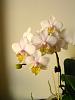 Whats in bloom at my Place-dscf3820-jpg