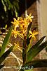 My blooming orchids~-neo1-jpg