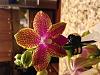 Orchid therapy--Trader Joe's NOID Phal-img_0164-jpg