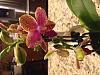 Orchid therapy--Trader Joe's NOID Phal-img_0165-jpg