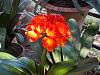 Clivia miniata care and bloom tips?-dscn1372-jpg