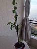 Help needed for cultivating a Dendrobium Nobile in Mediterranean weather-imageuploadedbytapatalk1422187361-471088-jpg