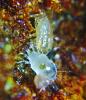 New broad mite discovered-image-jpg