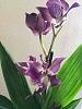 Zygopetalum-like orchid?-imageuploadedbytapatalk1422464749-024692-jpg