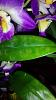 Dendrobium Nobile Blooming Leaves Yellowing-uploadfromtaptalk1422718148766-jpg