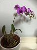 Urgently need help on my dying orchid-10955596_10203715429662794_177188341387990340_n-jpg