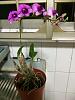 Urgently need help on my dying orchid-10393780_10203720372106352_4127722361430704531_n-jpg