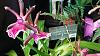 Sharing my favorites from this year's Orchids on the Riverbanks!-20150206_135052-jpg
