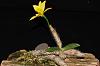 Dendrobium senile-img_1335-jpg