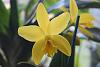 Cattleya/Laelia Hybrid from Trader Joe's-id-catt-001-jpg