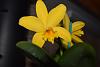 Cattleya/Laelia Hybrid from Trader Joe's-id-catt-004-jpg