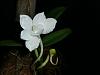 Amesiella (Angraecum) monticola in bloom!-p1010306-jpg