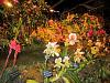 Doritaenopsis i got at Northwest Flower and Garden Show.-orchid-garden4-jpg