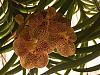 Ascda. Kultana  Gold spot &quot; Island Gold&quot;-image-jpg